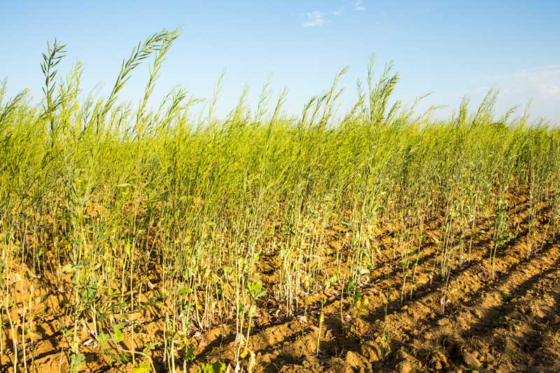 Mustard crop growing in the moist soil of Masurdi Khadin-A Nature-Based Solution for Water for Agriculture in Thar Desert, Jaisalmer district, Rajasthan